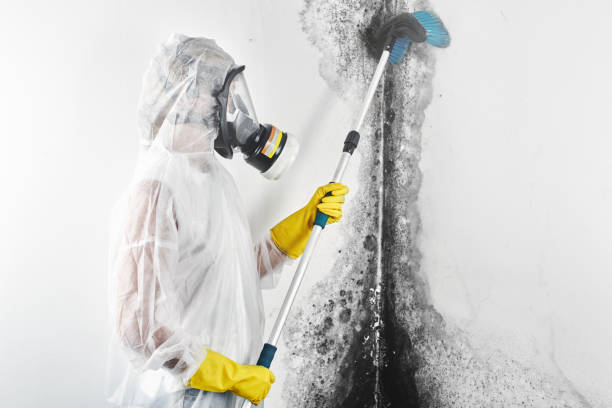 Best Basement Mold Removal  in Mountain View, AR