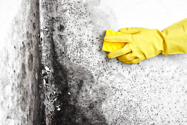 Best Crawl Space Mold Remediation  in Mountain View, AR