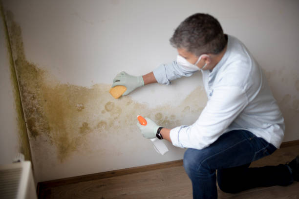 Best Mold Damage Restoration  in Mountain View, AR